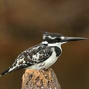 Pied Kingfisher