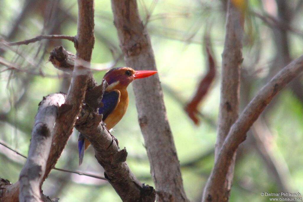 African Pygmy Kingfisheradult