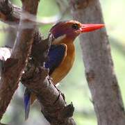 African Pygmy Kingfisher