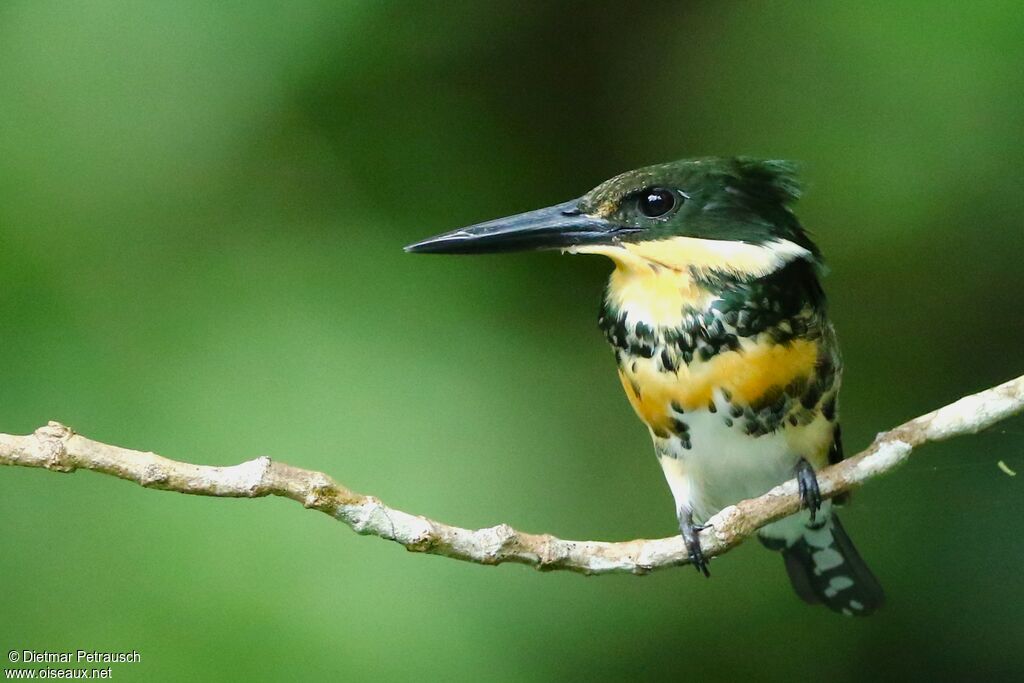 Green Kingfisher female adult