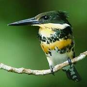 Green Kingfisher