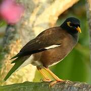 Common Myna