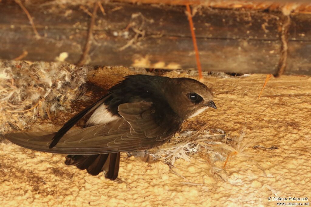 Little Swiftadult, Reproduction-nesting