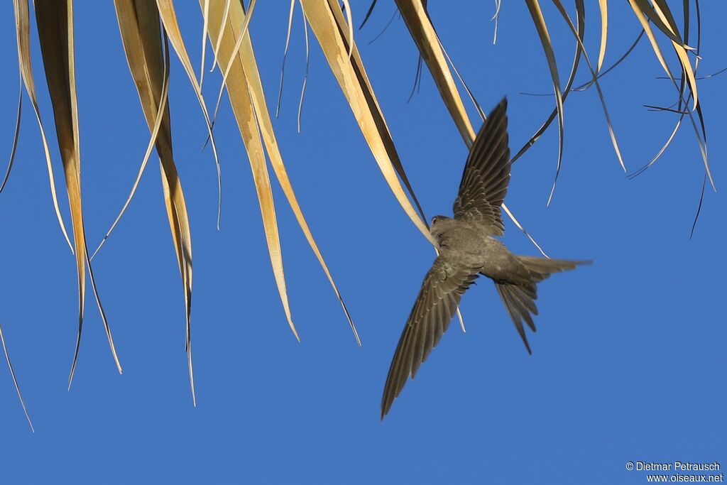 African Palm Swiftadult, Flight