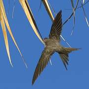 African Palm Swift