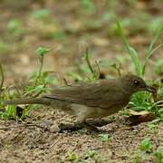 Black-billed Thrush