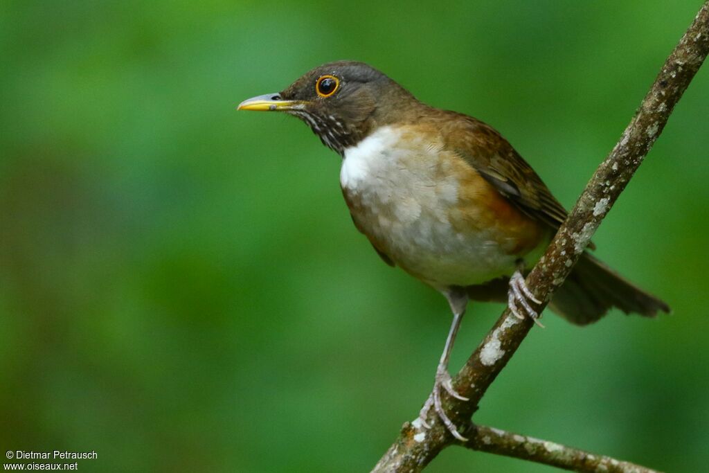 White-necked Thrushadult