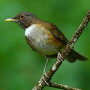 White-necked Thrush