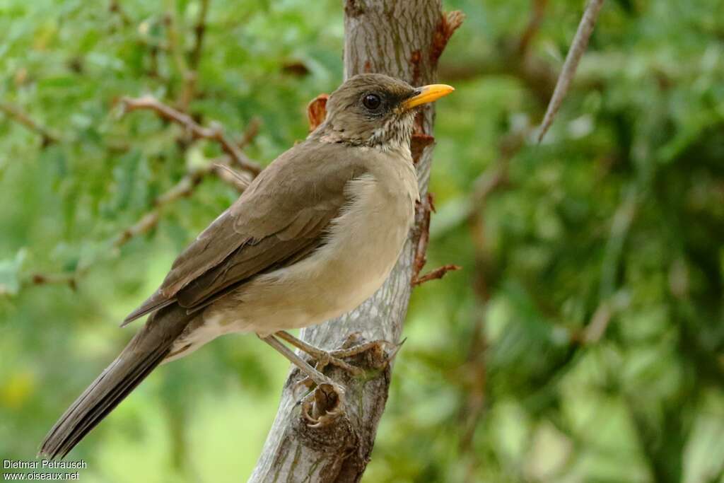 Merle à ventre clair mâle adulte, identification