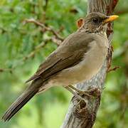 Creamy-bellied Thrush