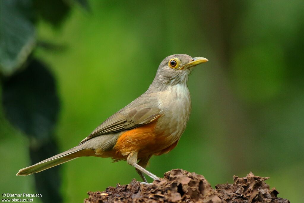 Rufous-bellied Thrushadult