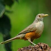 Rufous-bellied Thrush