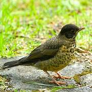 Austral Thrush