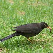 Chiguanco Thrush