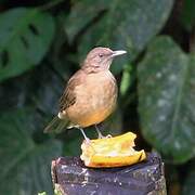 Clay-colored Thrush