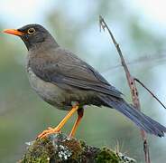 Great Thrush