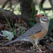 Kurrichane Thrush