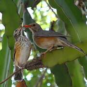 Kurrichane Thrush