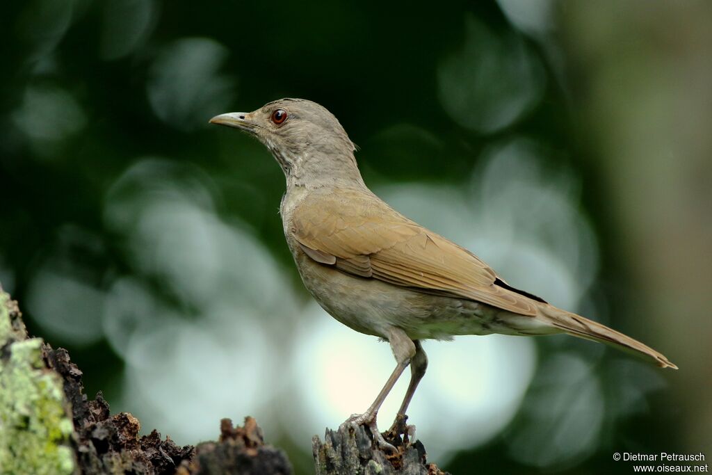 Merle leucomèleadulte