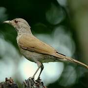 Pale-breasted Thrush