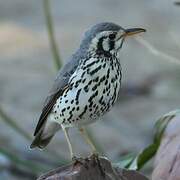 Groundscraper Thrush