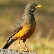 Olive Thrush