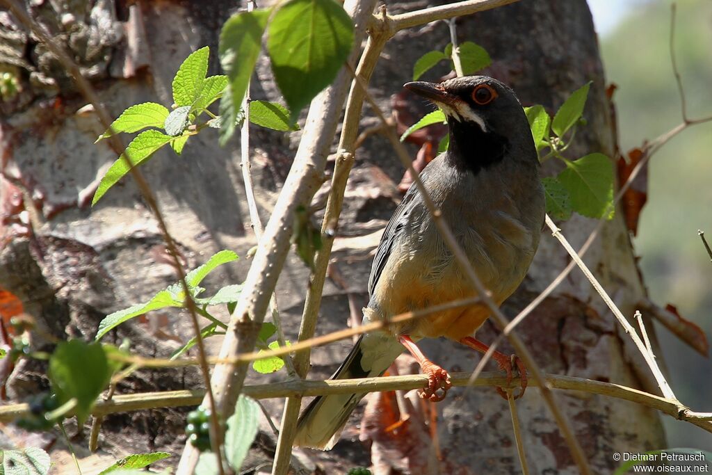 Red-legged Thrushadult