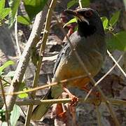 Red-legged Thrush