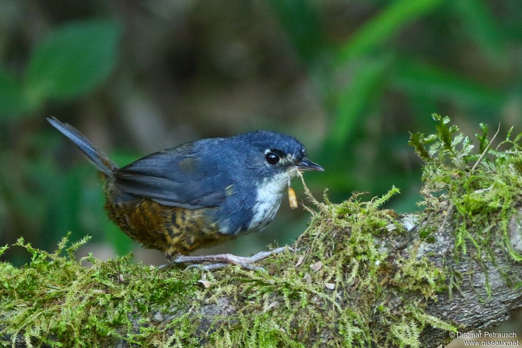 White-breasted Tapaculoadult