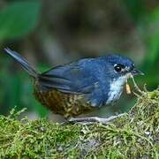 White-breasted Tapaculo