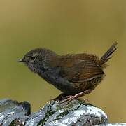 Puna Tapaculo