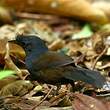 Mérulaxe noir