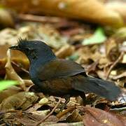 Slaty Bristlefront