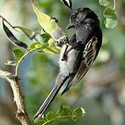 Southern Black Tit