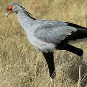 Secretarybird