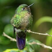 Tyrian Metaltail