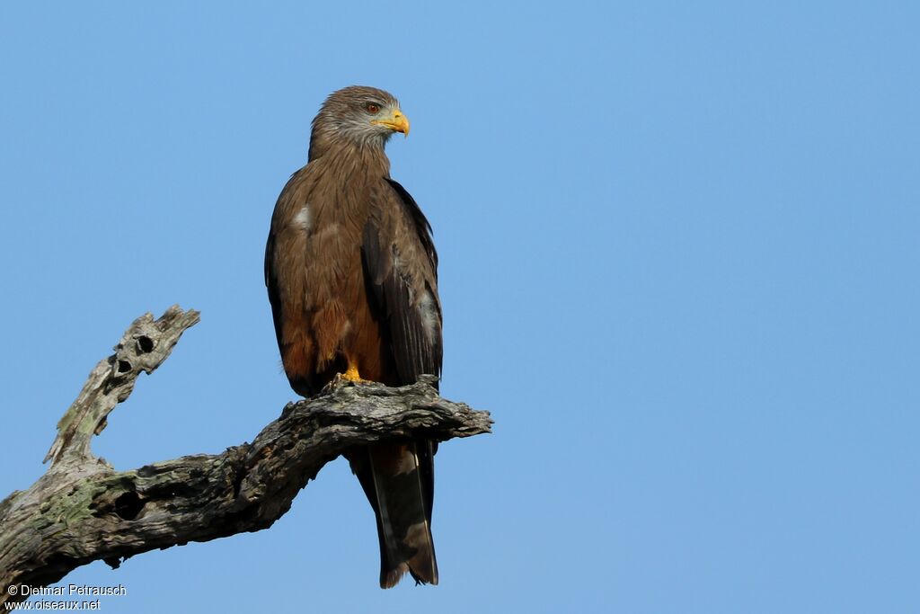 Yellow-billed Kiteadult