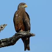 Yellow-billed Kite