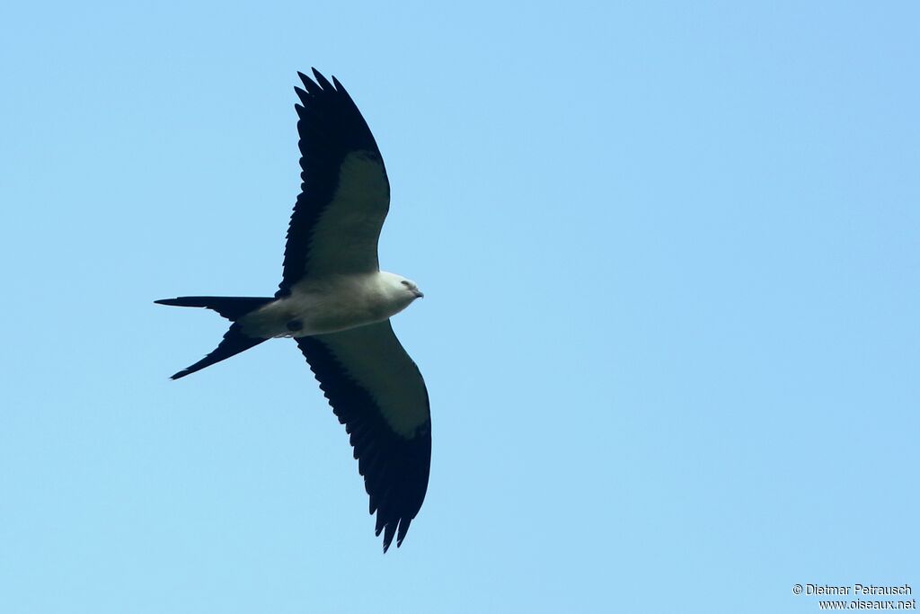 Swallow-tailed Kiteadult