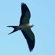 Swallow-tailed Kite