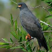 Snail Kite