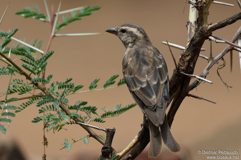 Yellow-throated Bush Sparrowadult, identification