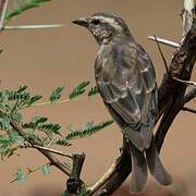 Yellow-throated Bush Sparrow