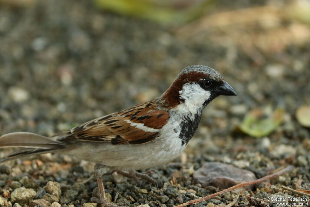 House Sparrow male adult