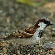 House Sparrow