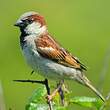 Moineau domestique
