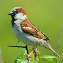 Moineau domestique