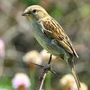 Moineau domestique