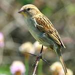 Moineau domestique