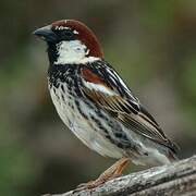 Spanish Sparrow